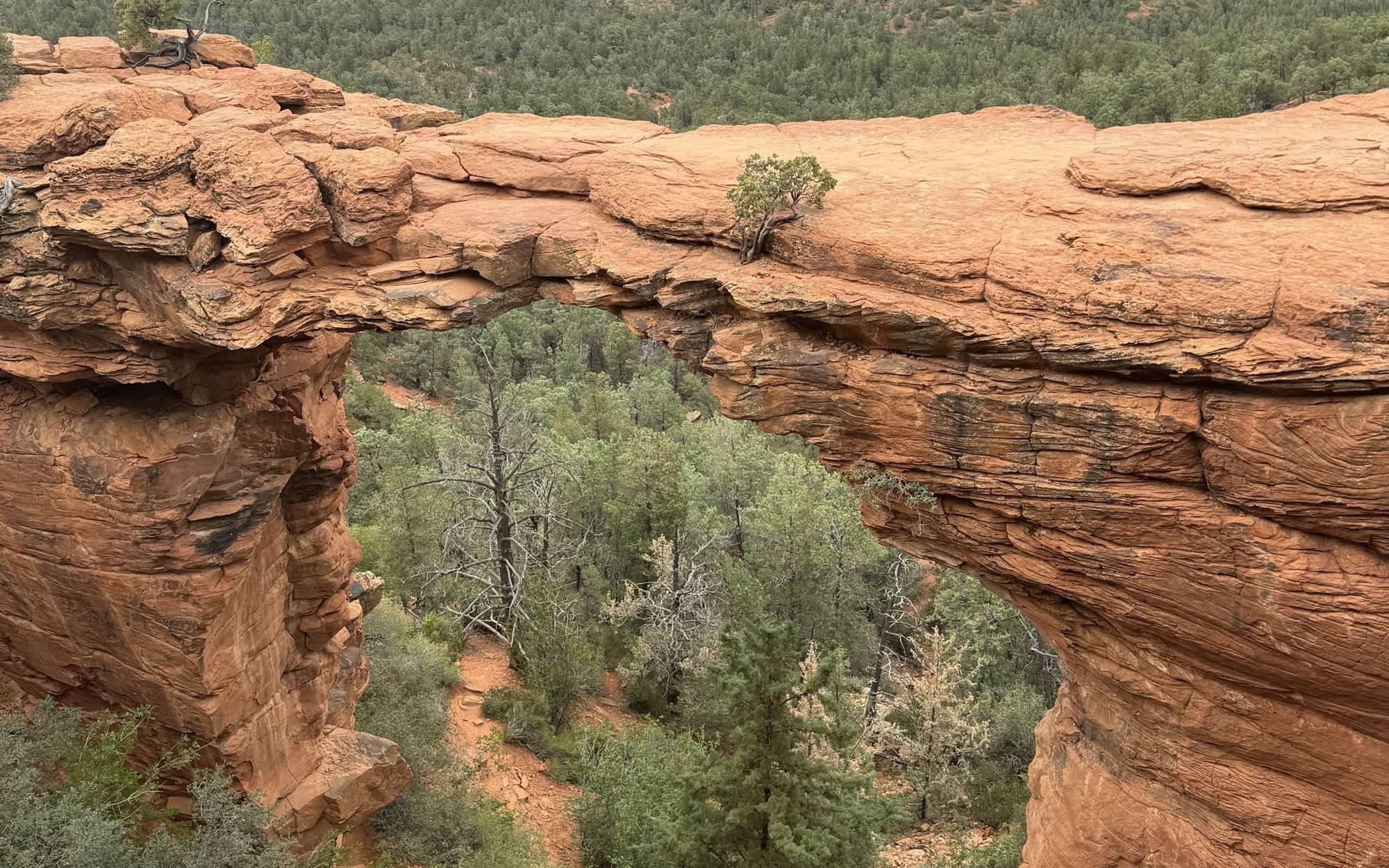 Devil’s Bridge, a natural sandstone arch above a green valley near Sedona, Arizona